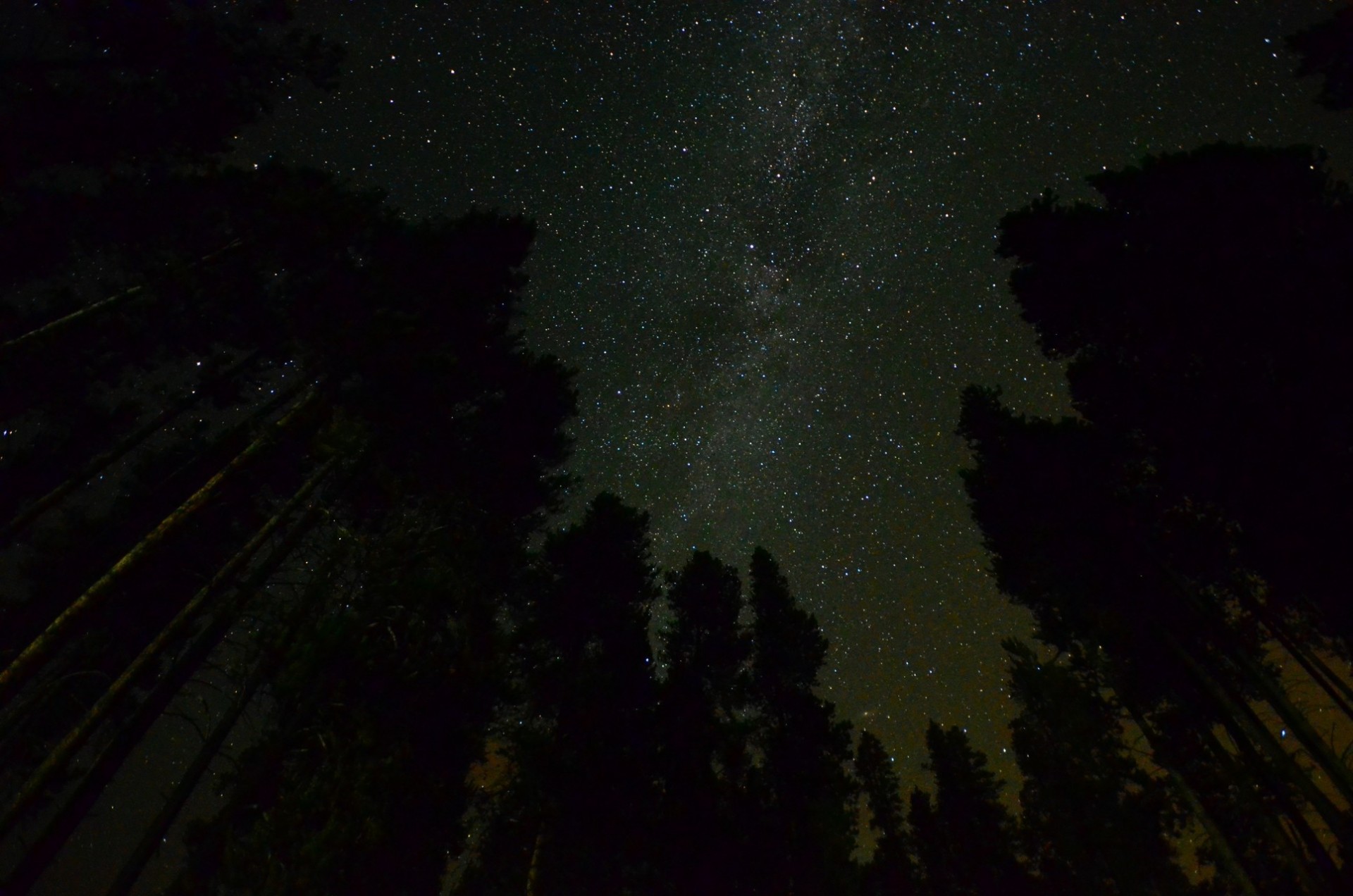 cielo albero