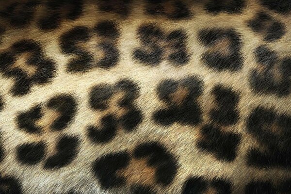 A fragment of a leopard skin with spots