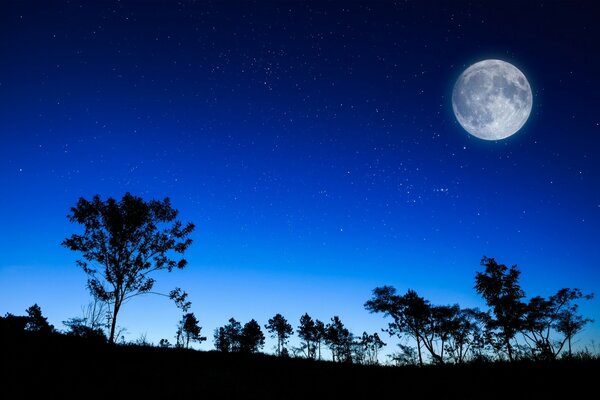 Luna piena e sagome di alberi su uno sfondo di cielo notturno chiaro