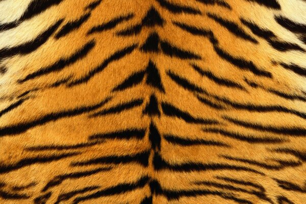 Frammento di pelle di tigre con strisce