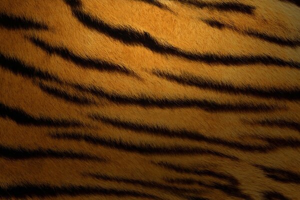 Tiger skin close-up