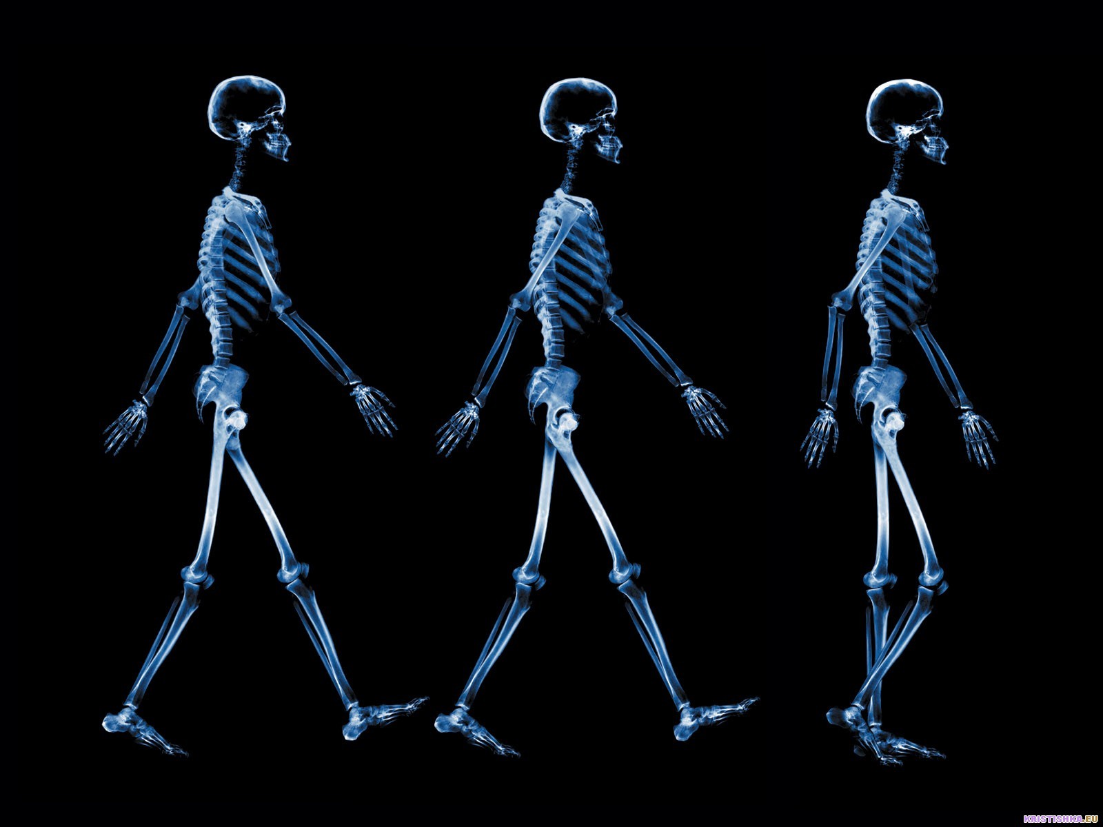 keleton x-rays circuit