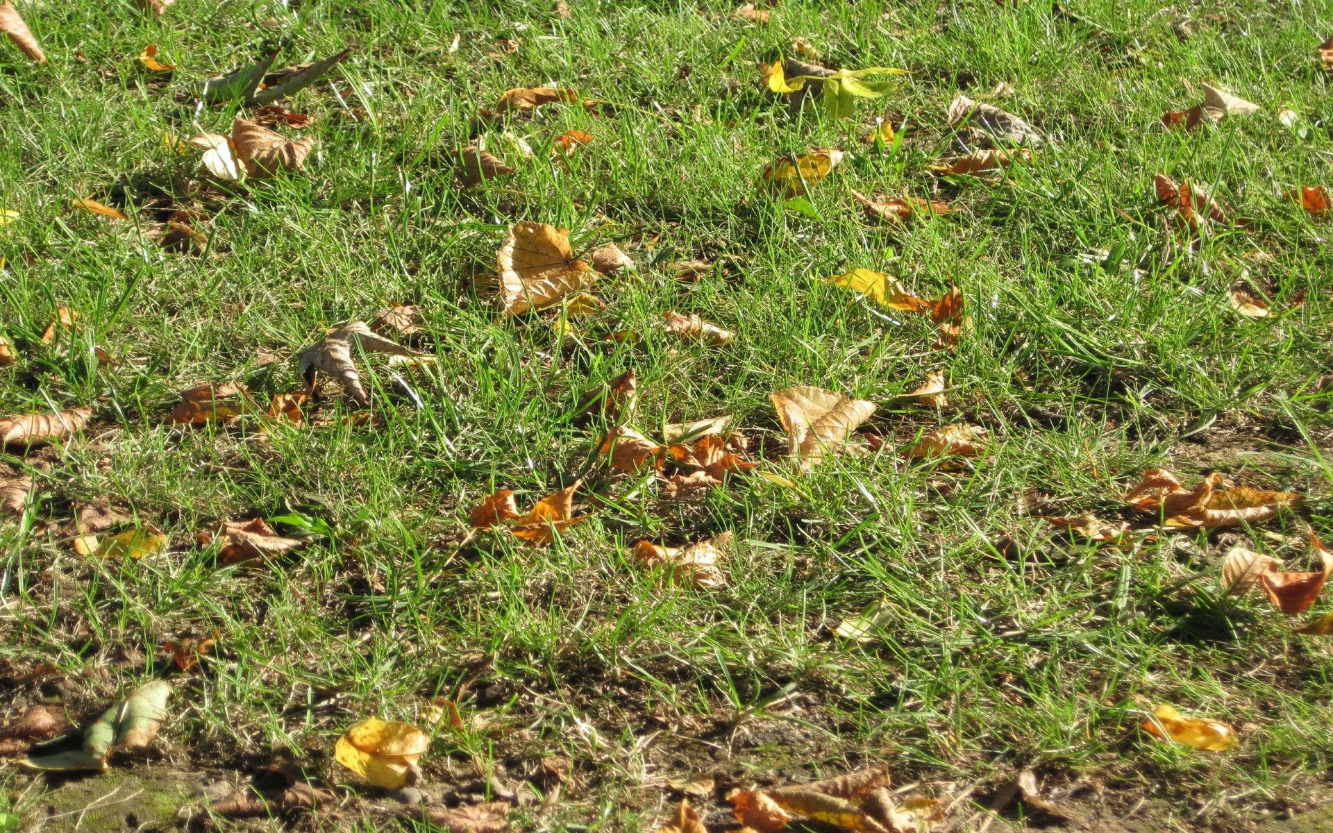 grass leaves background