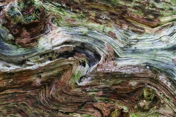 Aquarelle. Arbre avec des branches dispersées