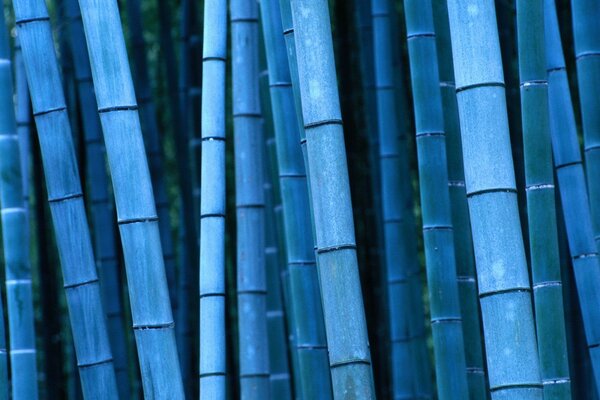 Foto von Bambus in Japan in blauer Farbe