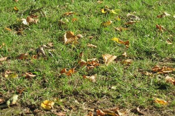 Las hojas caídas se encuentran en la hierba