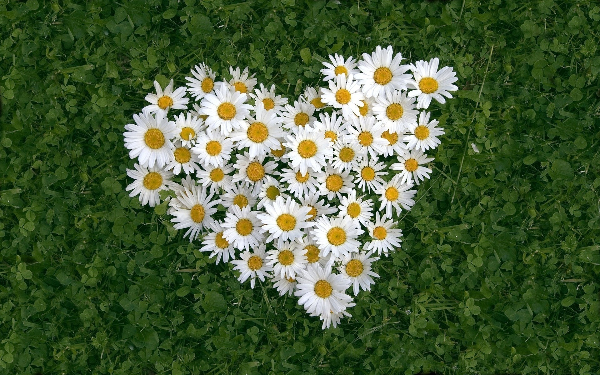 chamomile heart flower white