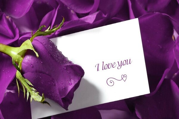 Purple declaration of love