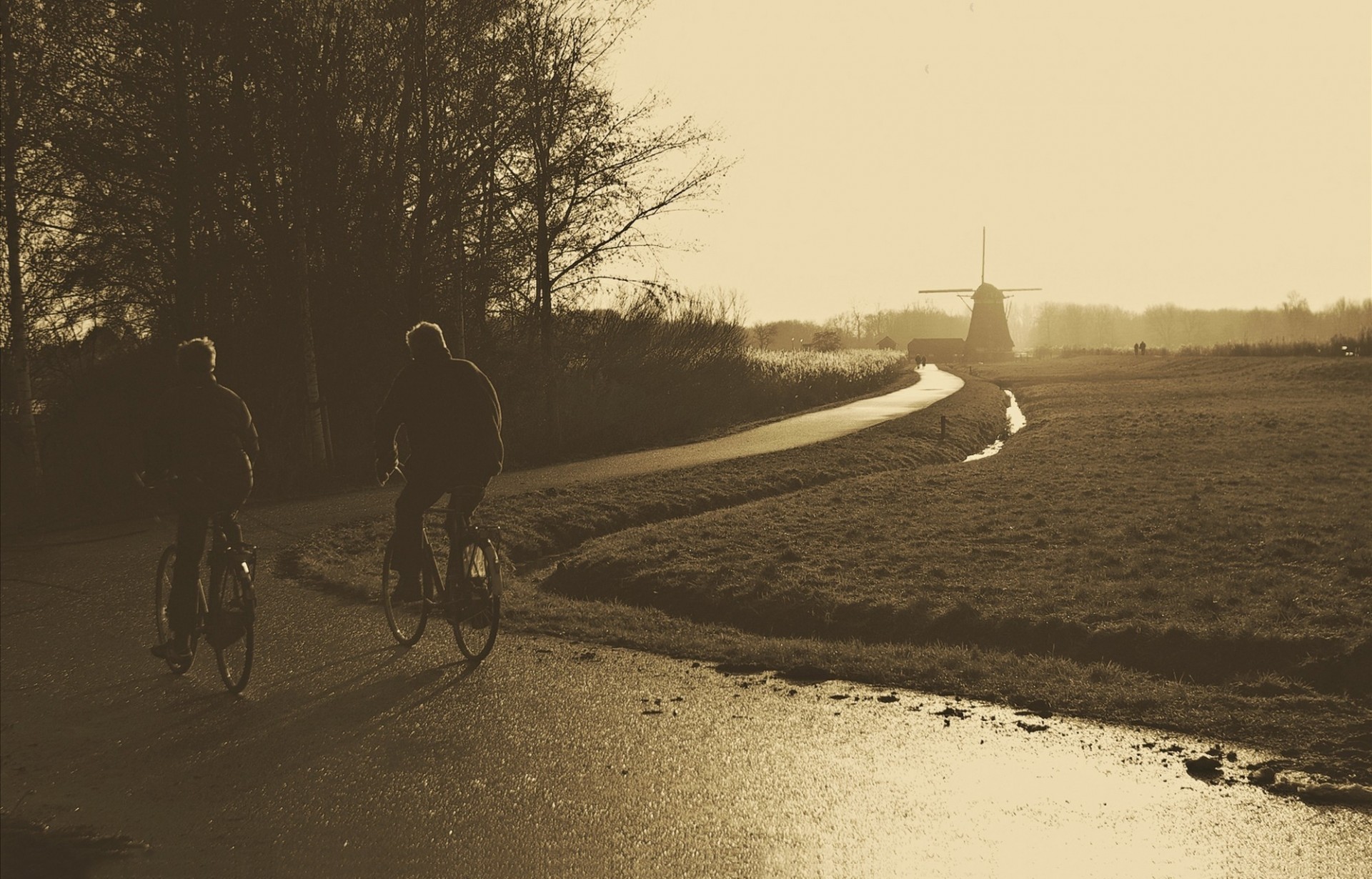 cycle moe sentier arbre