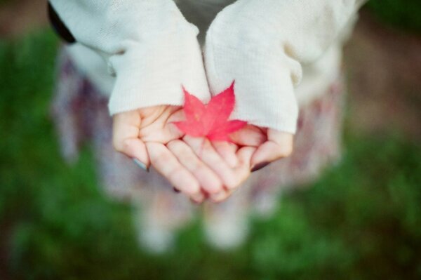 Feuille sur les paumes. Automne