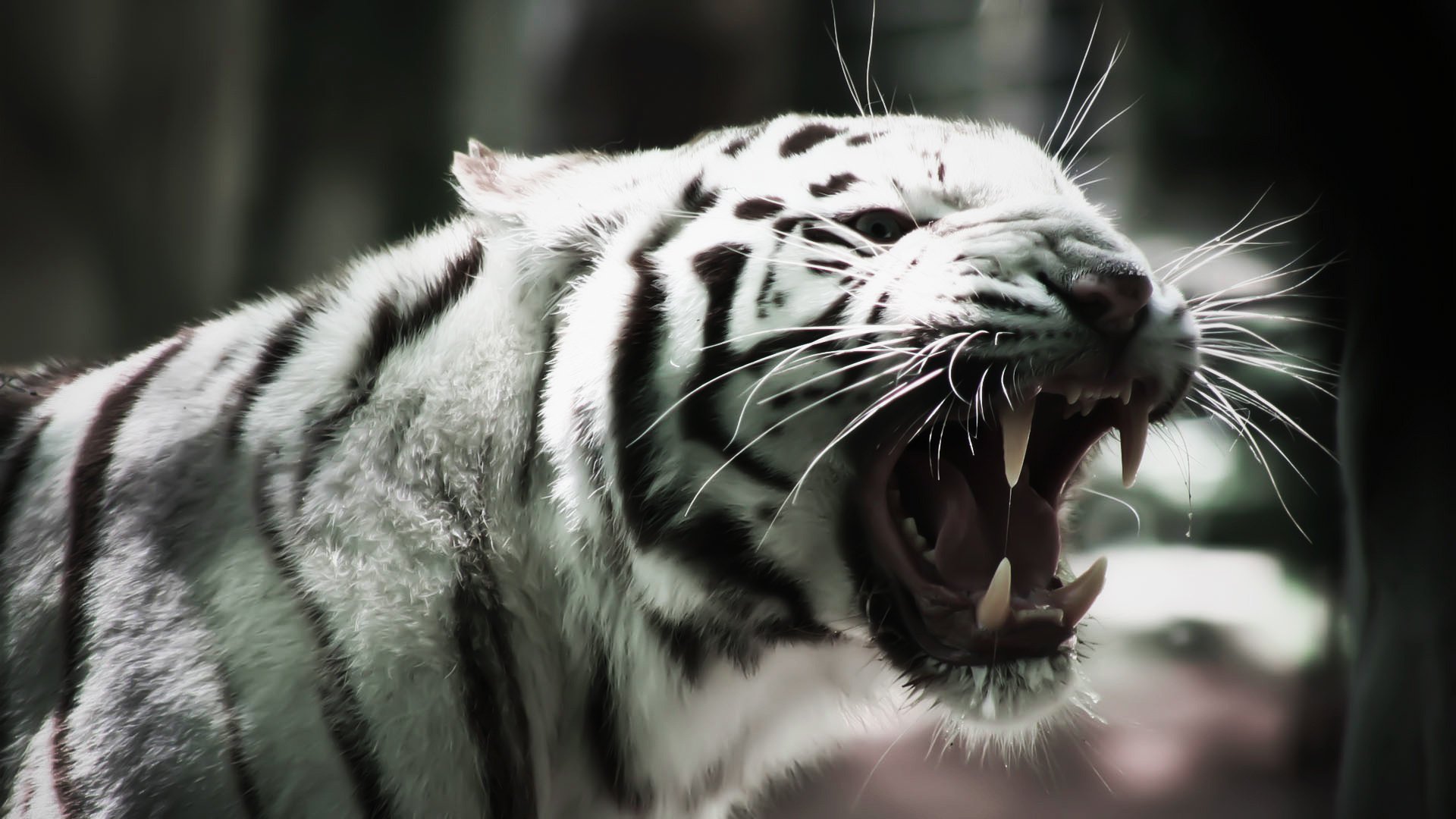 albino white tiger white tiger mustache cat cat albino fang