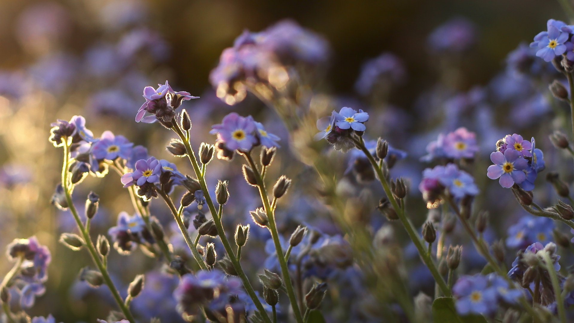 flores tallos púrpura plantas nomeolvides campo