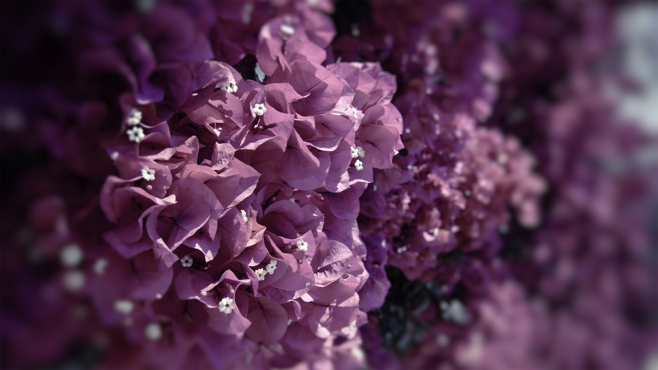 flowers petals paints macro focus petals nature flower