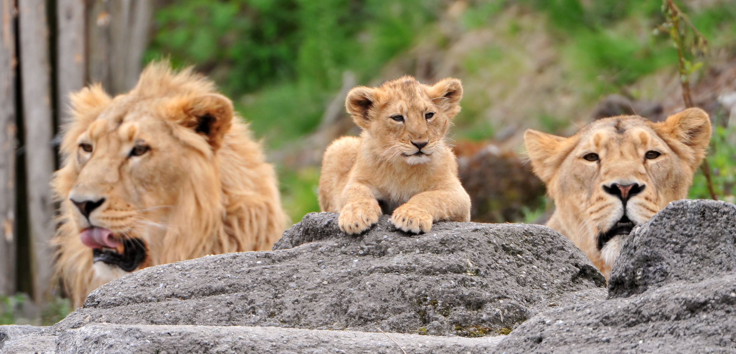 familia leones piedras cachorro de león leona león