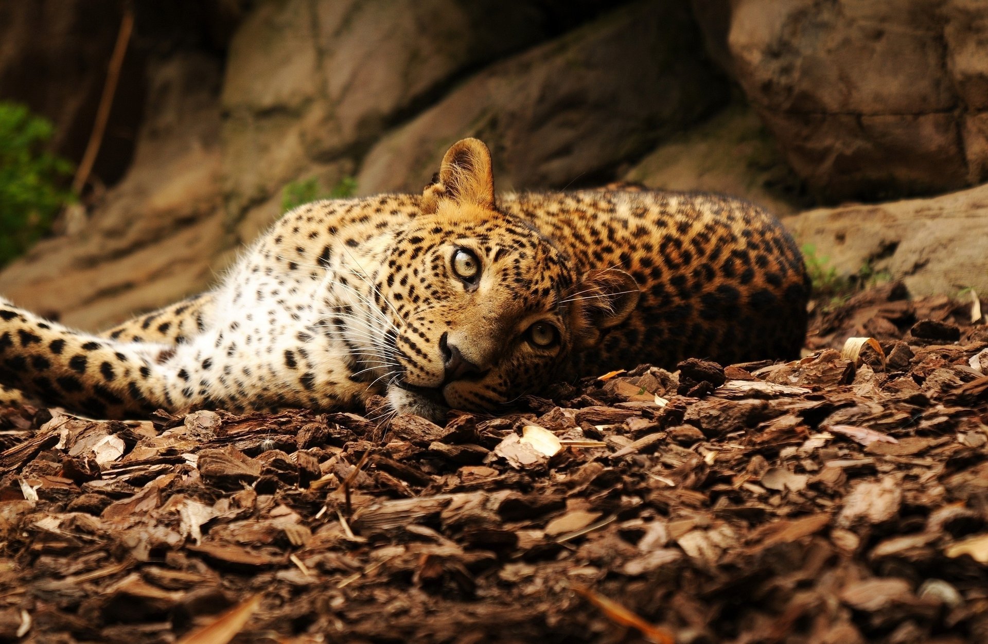 leopardo hojas piedras mirada mentiras