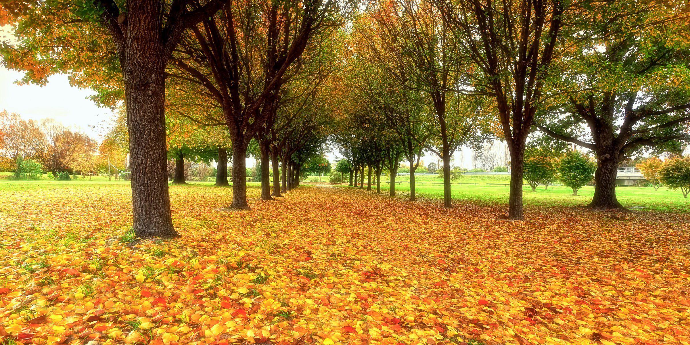 naturaleza parque follaje otoño