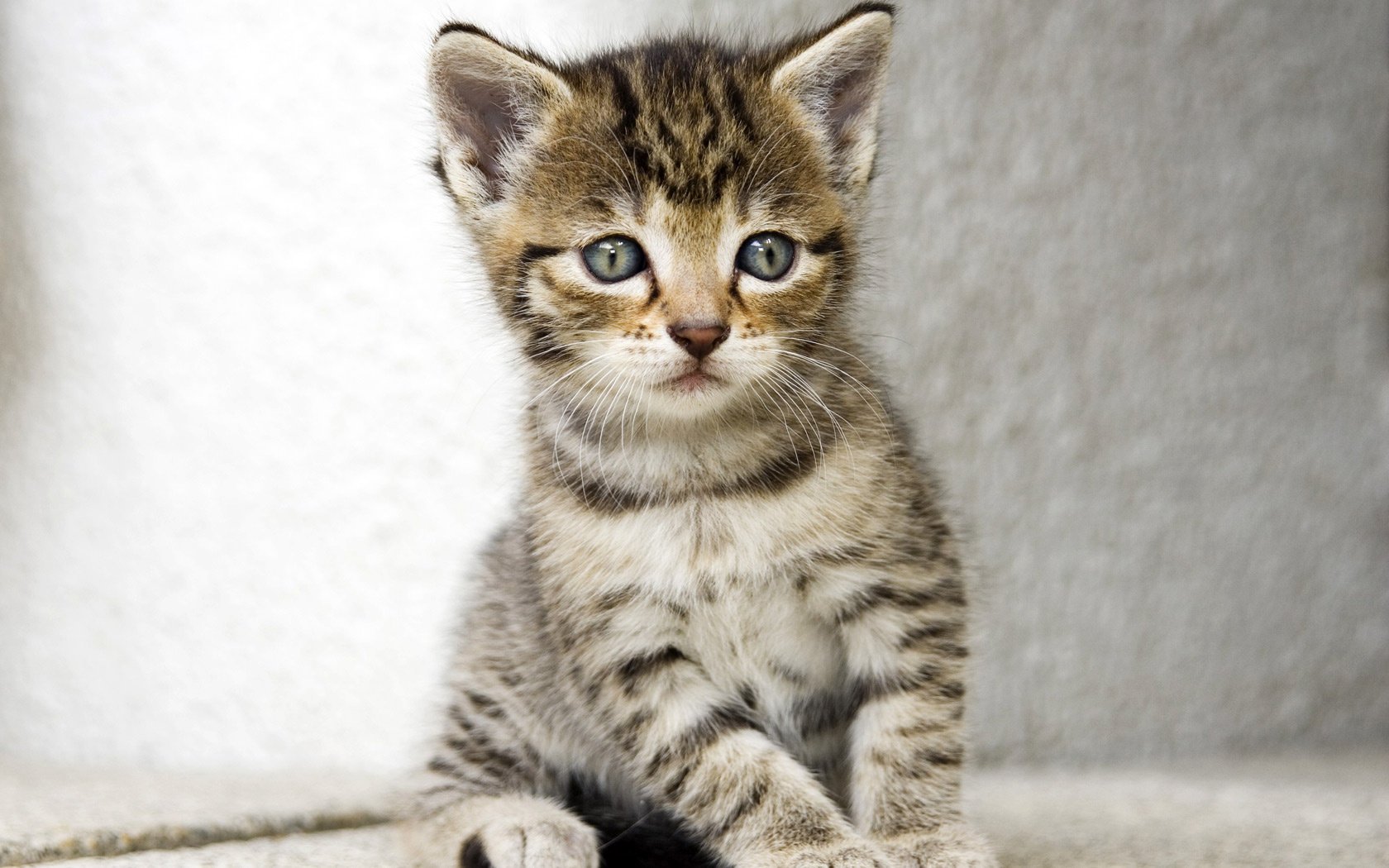 kitty striped ears sitting