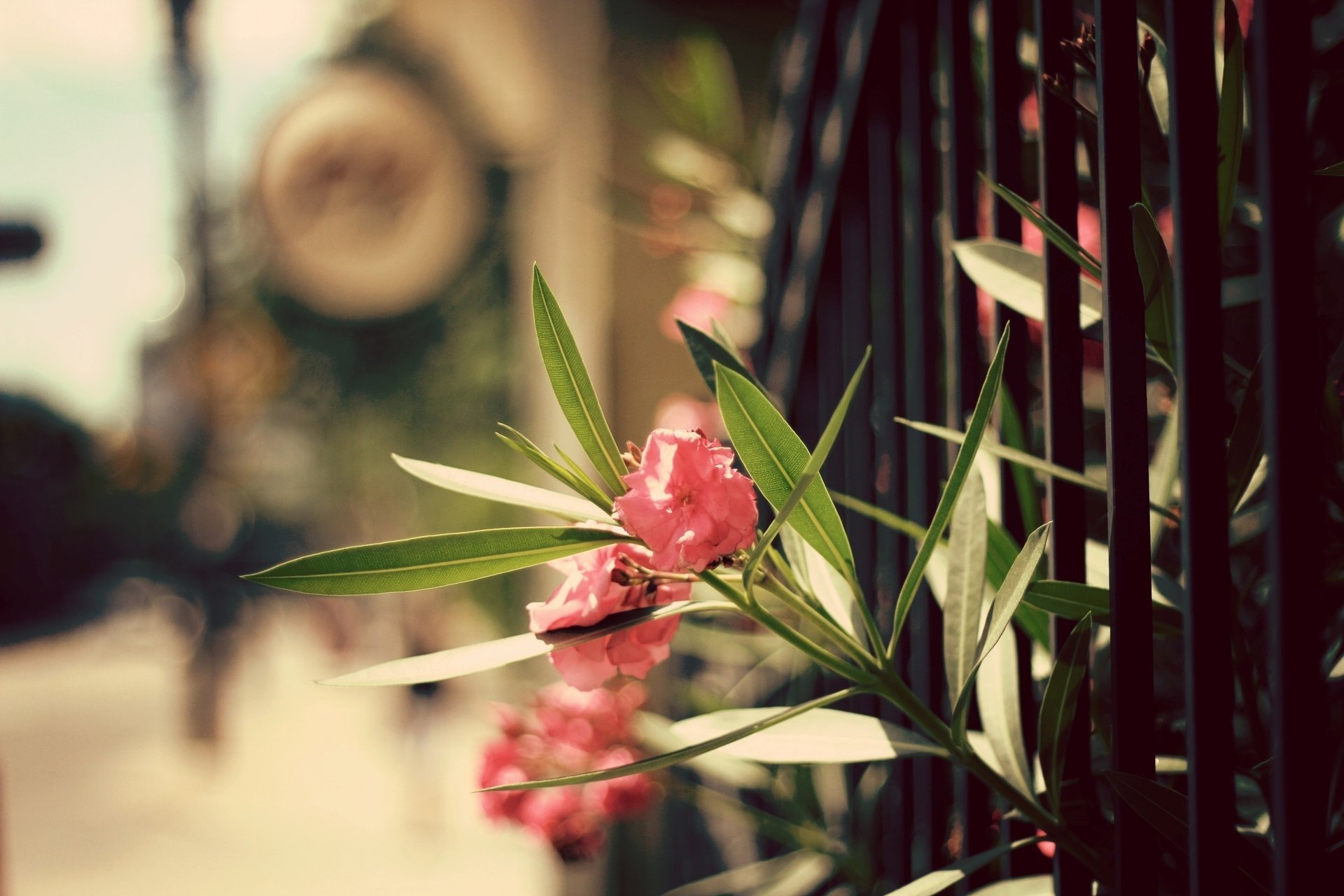 the fence flowers leaves petal