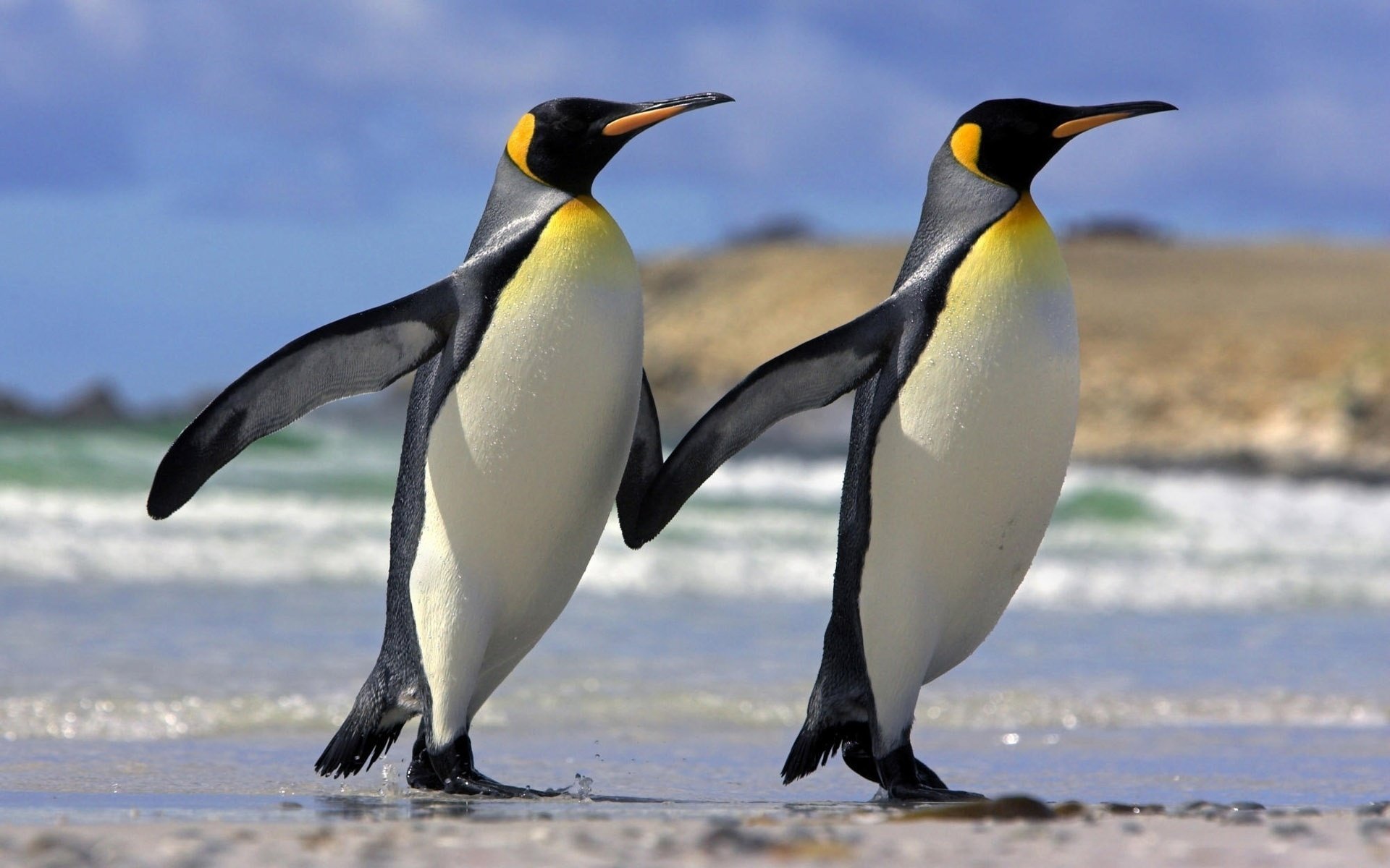 animals love friendship penguin