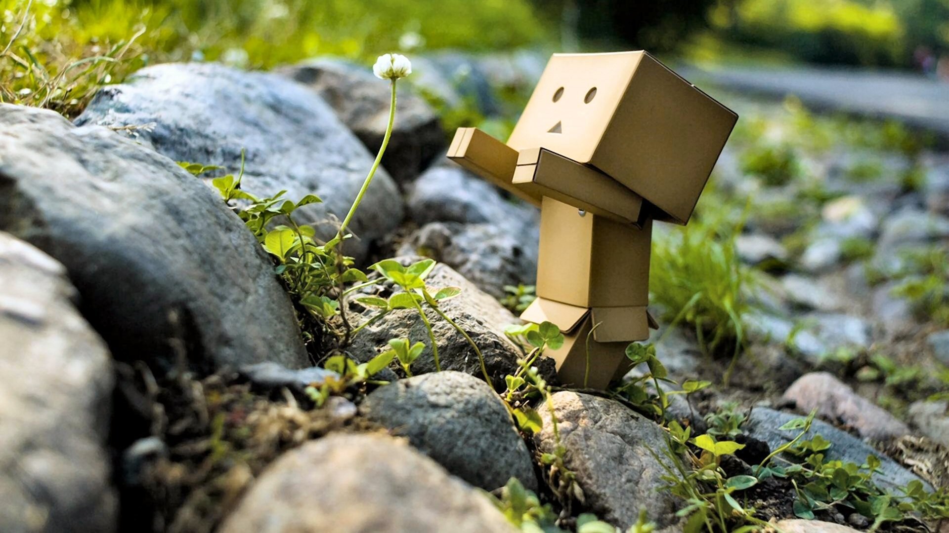 danboard danbo boîte robot jouet fleur pissenlit pierres verdure nature image