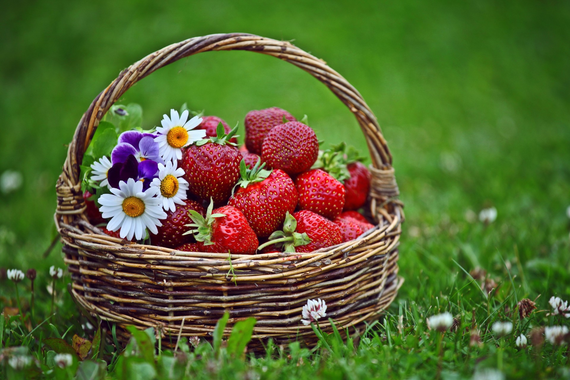 erdbeeren gänseblümchen beeren gras blumen klee einkaufen rasen