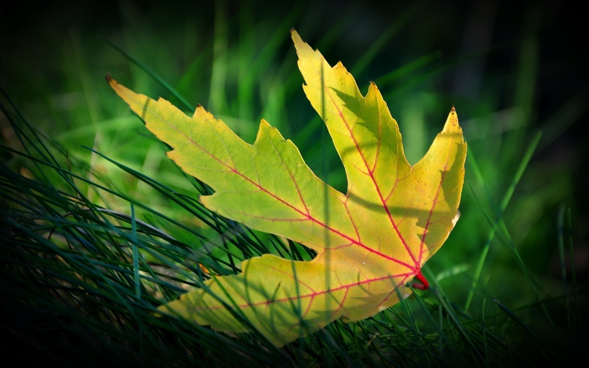 feuille jaune gros plan herbe automne