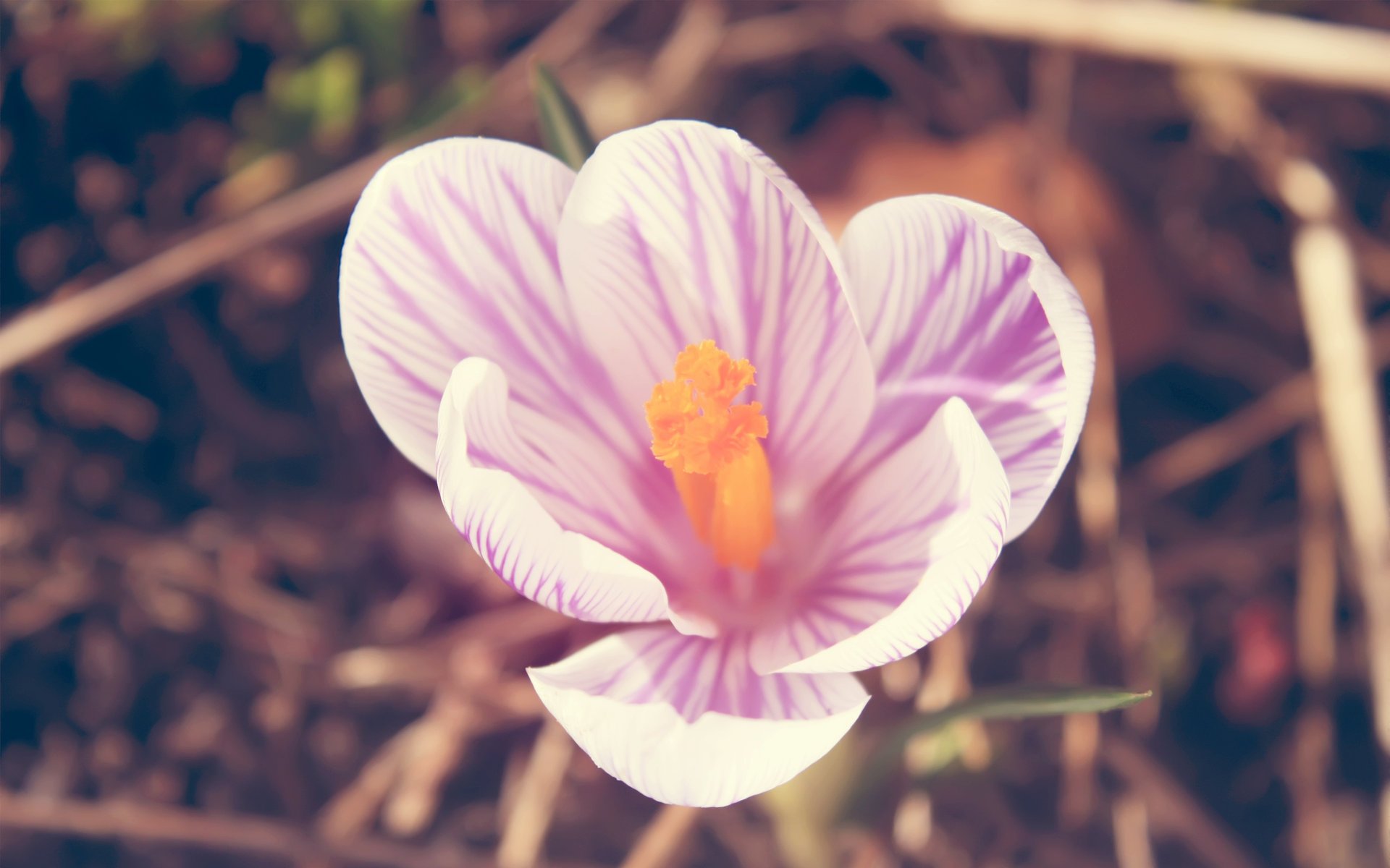 pétalos rosa blanco azafrán