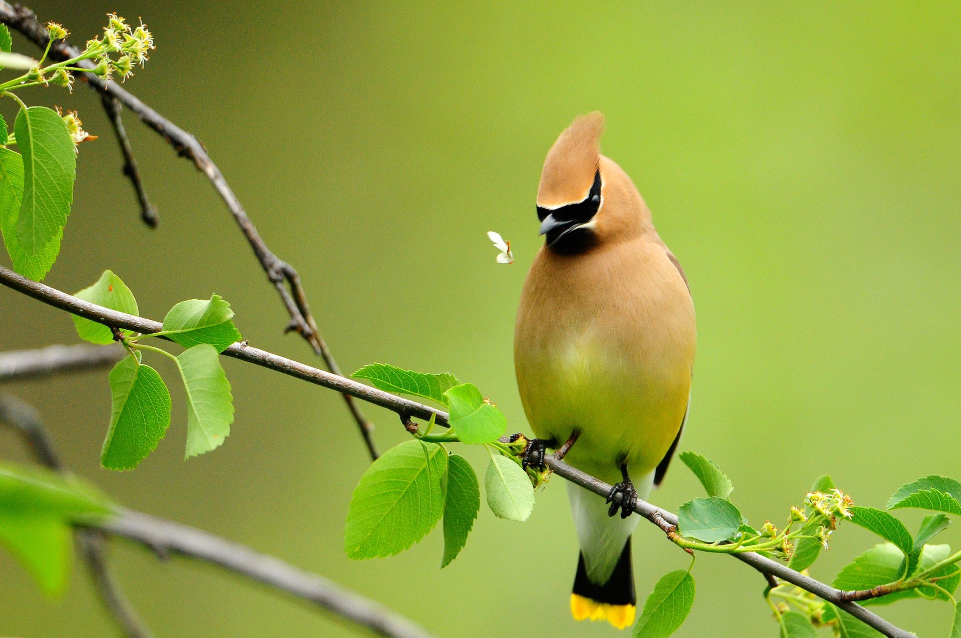 catches bird beetles branch