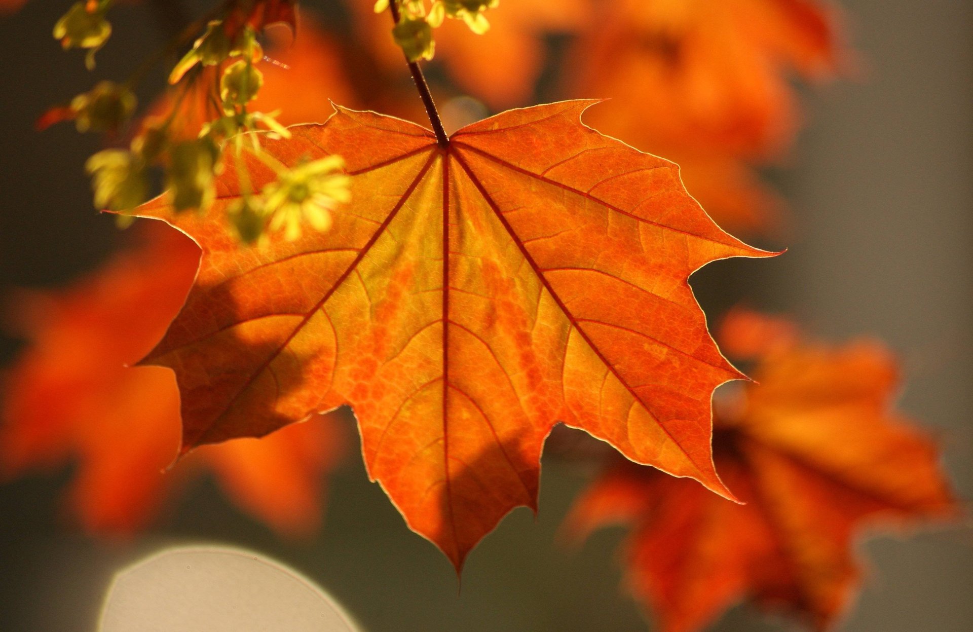 macro autunno foglie acero