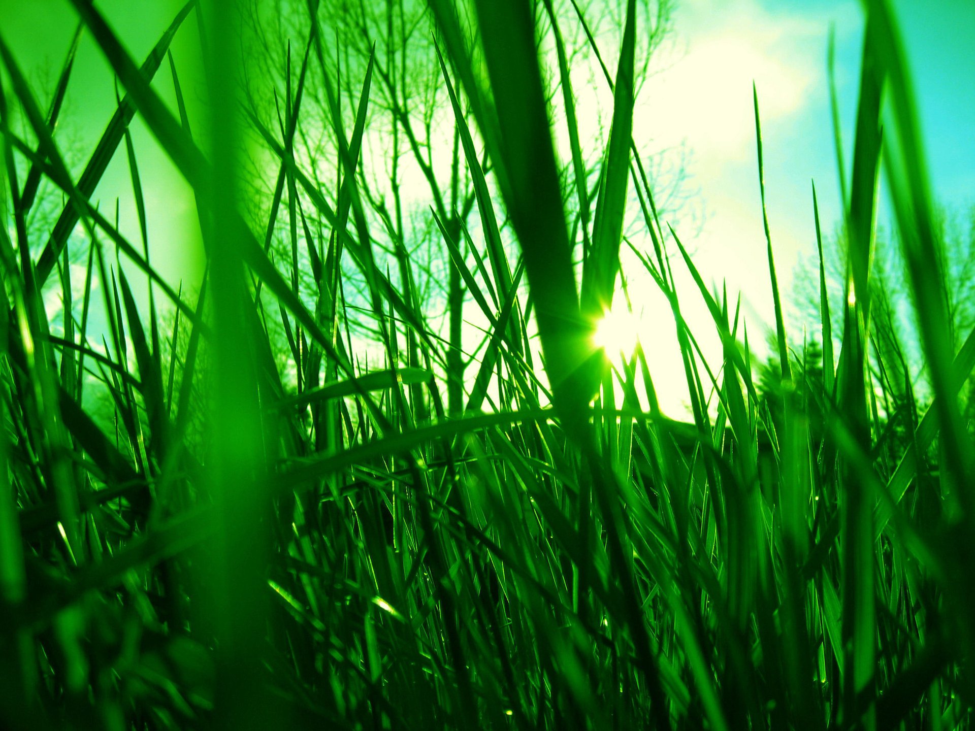 gras sonne strahlen grün licht himmel