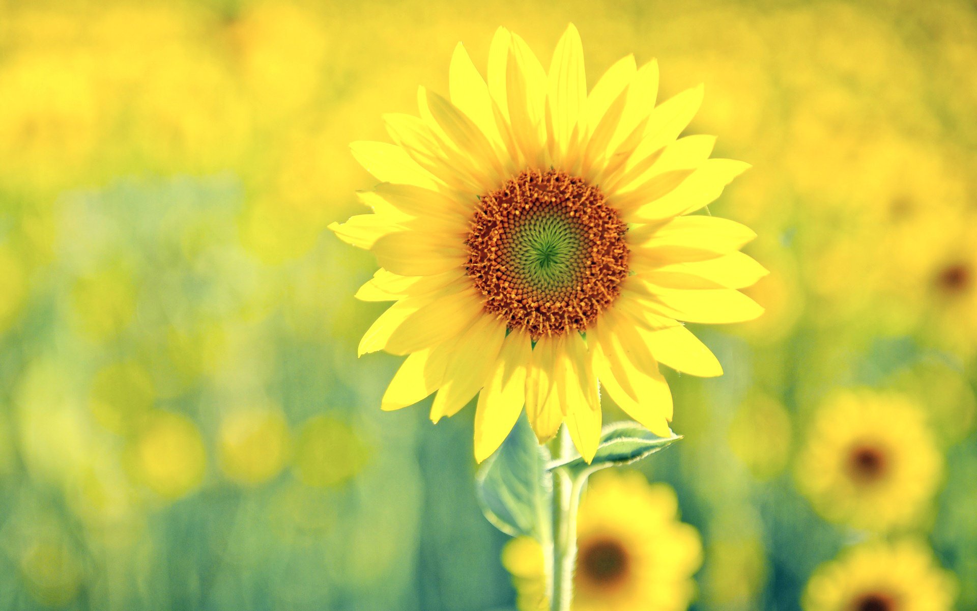 sonnenblume sonnig grün gelb