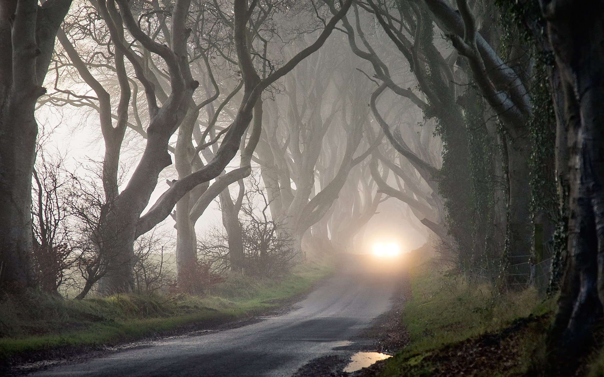 fog mystery autumn lights trees the darkne