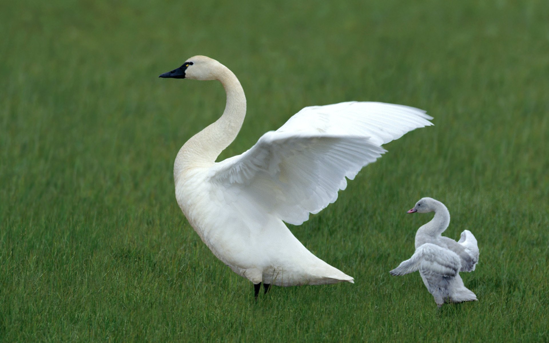 fond herbe oiseau clairière cygne blanc ailes vert