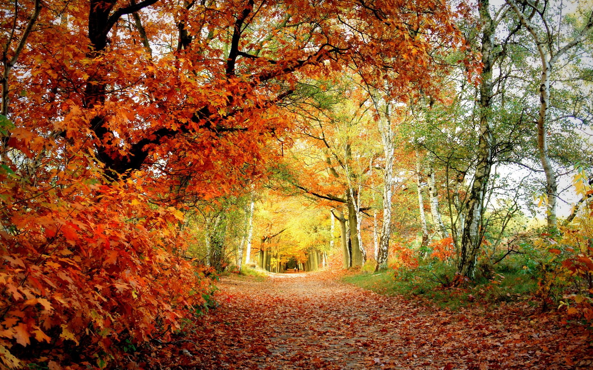 jesień kolor liście park