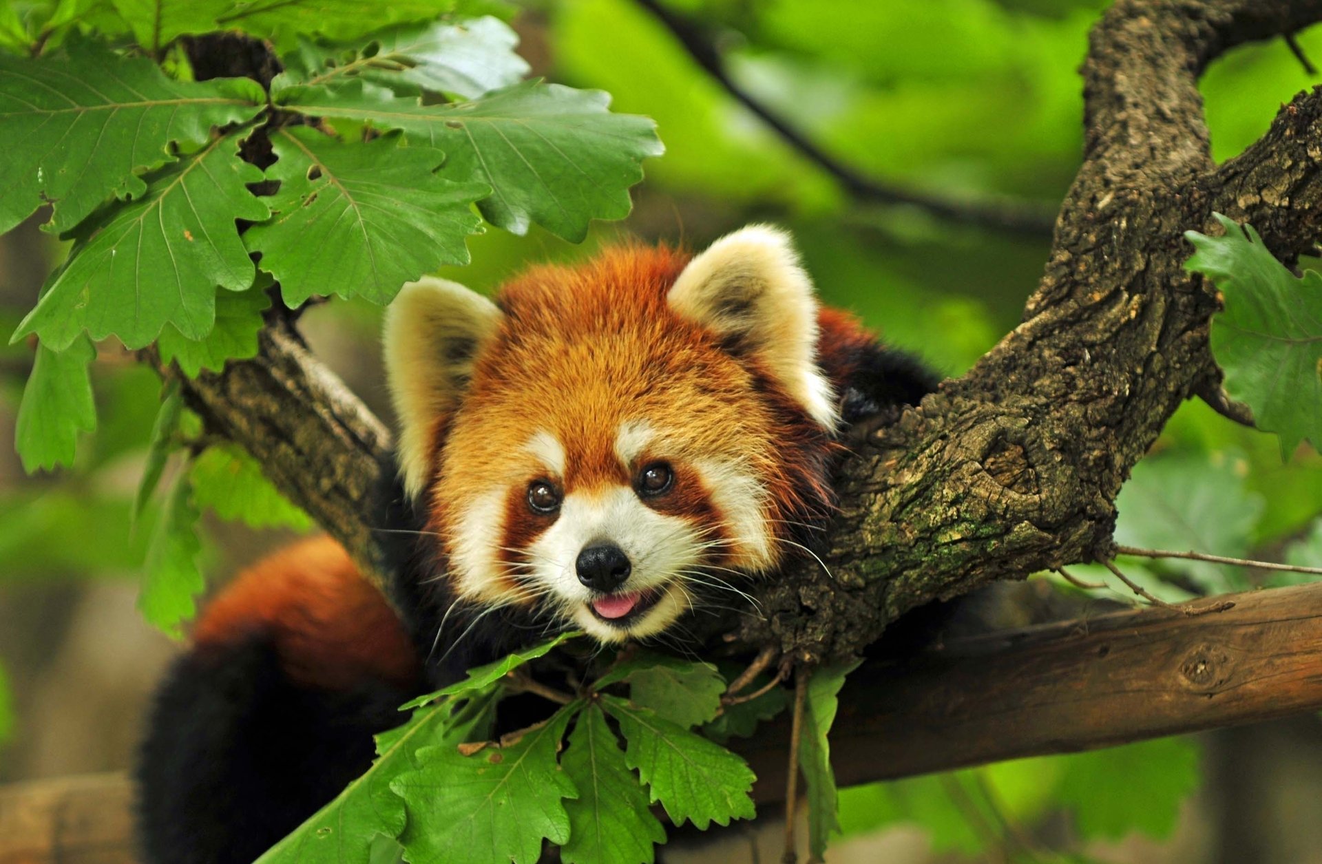 rojo árbol ramas panda