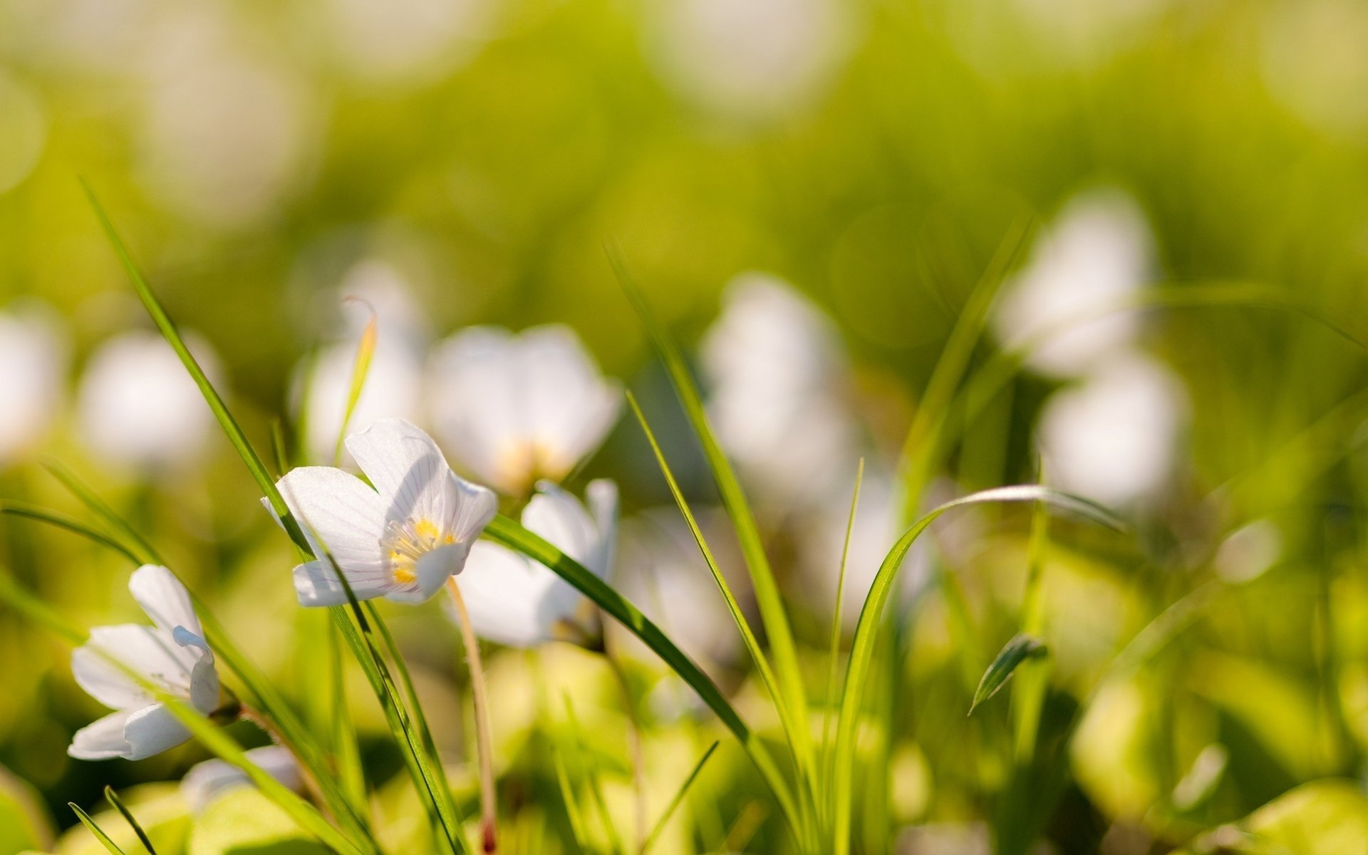 fleurs plantes herbe nature photo flou bokeh