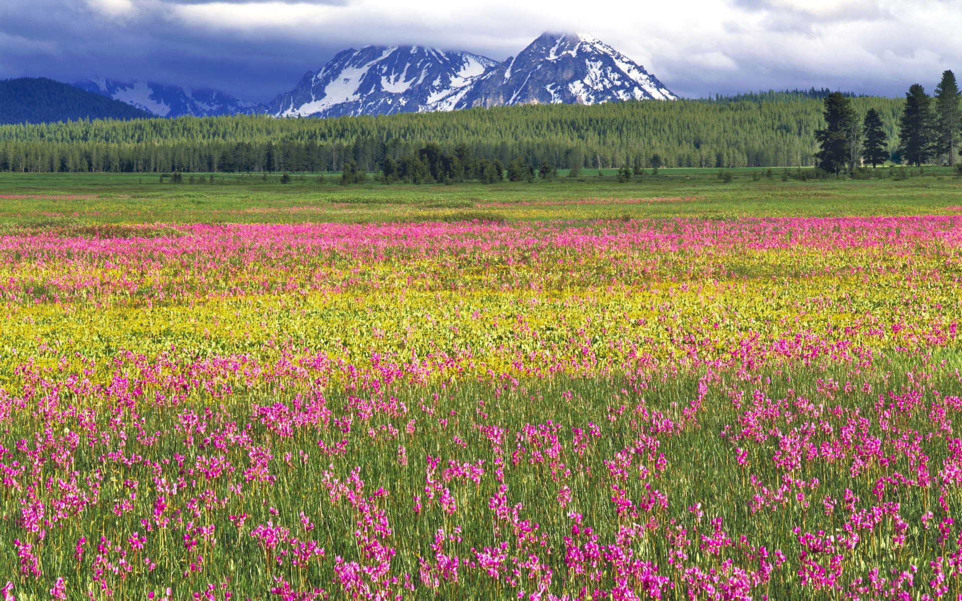 blumen feld hellgrün hell rosa bäume viele