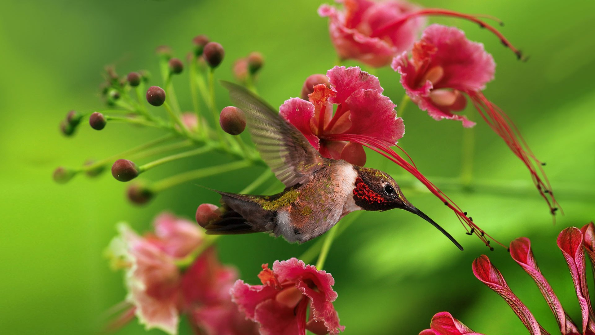 colibrí flores pájaro