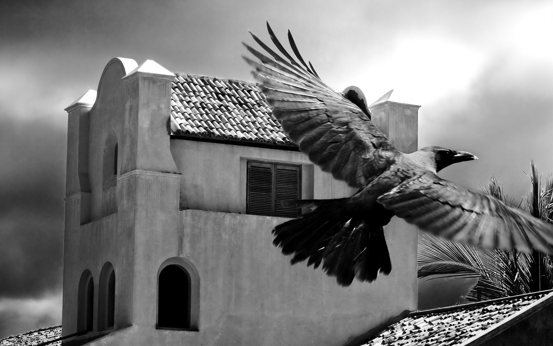 schwarz und weiß vogel palme gebäude