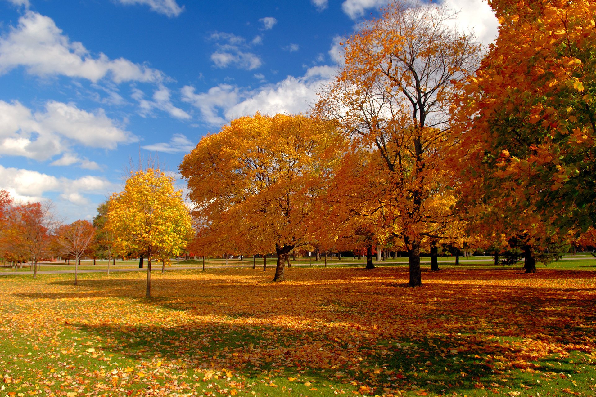 natur himmel herbst laub bäume park