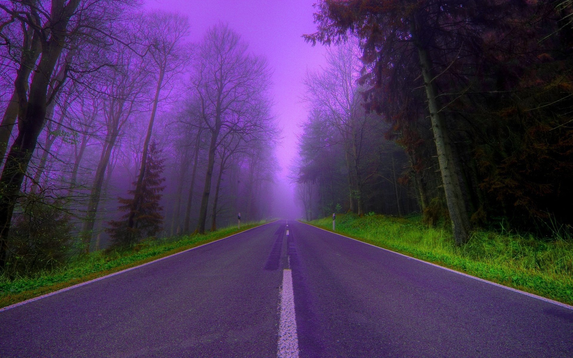 forêt lilas route brouillard soir joliment arbres