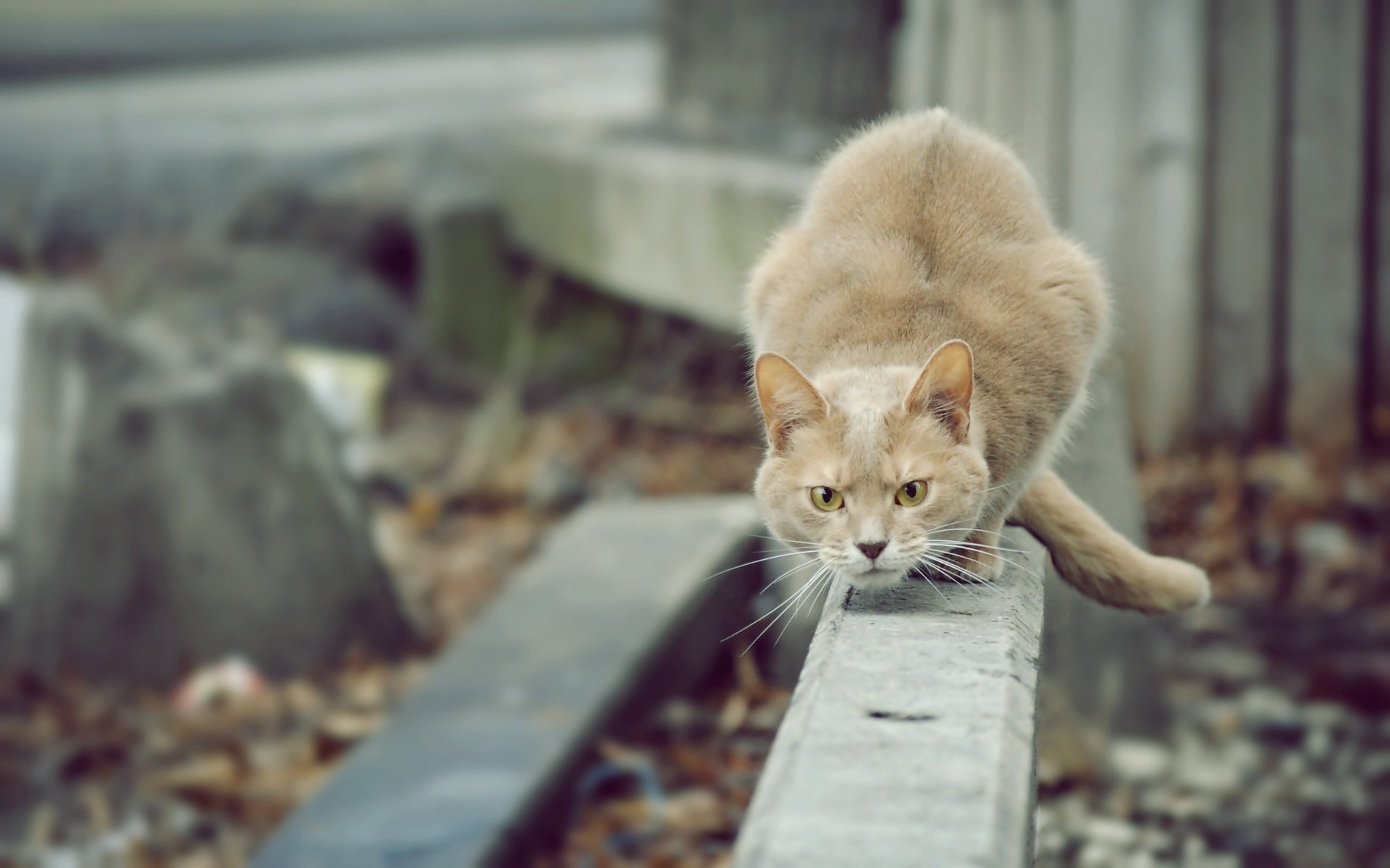 katze schaut katze jäger blick katze