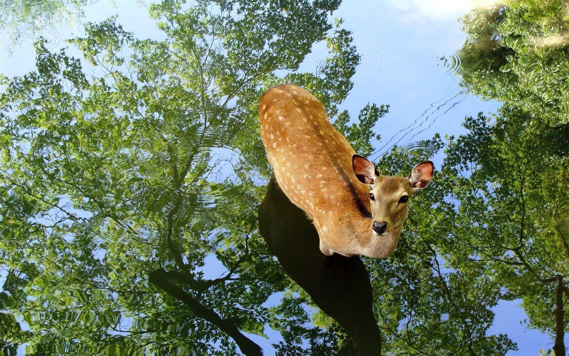 cerbiatto alberi riflessione pozzanghera