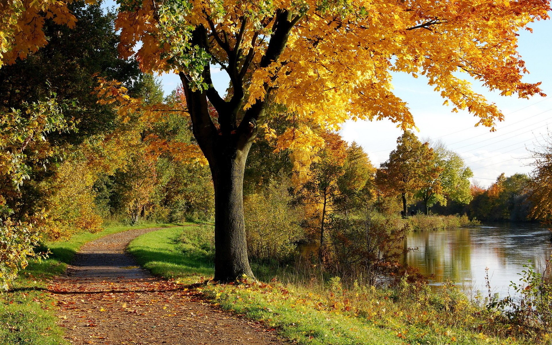 autumn park tree