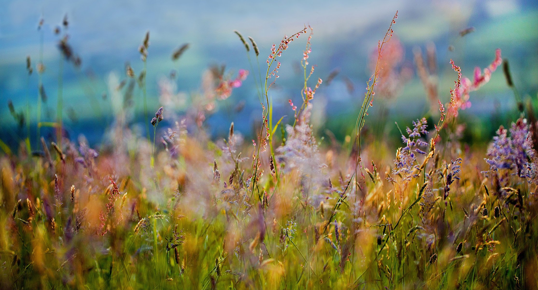 flowers grass field