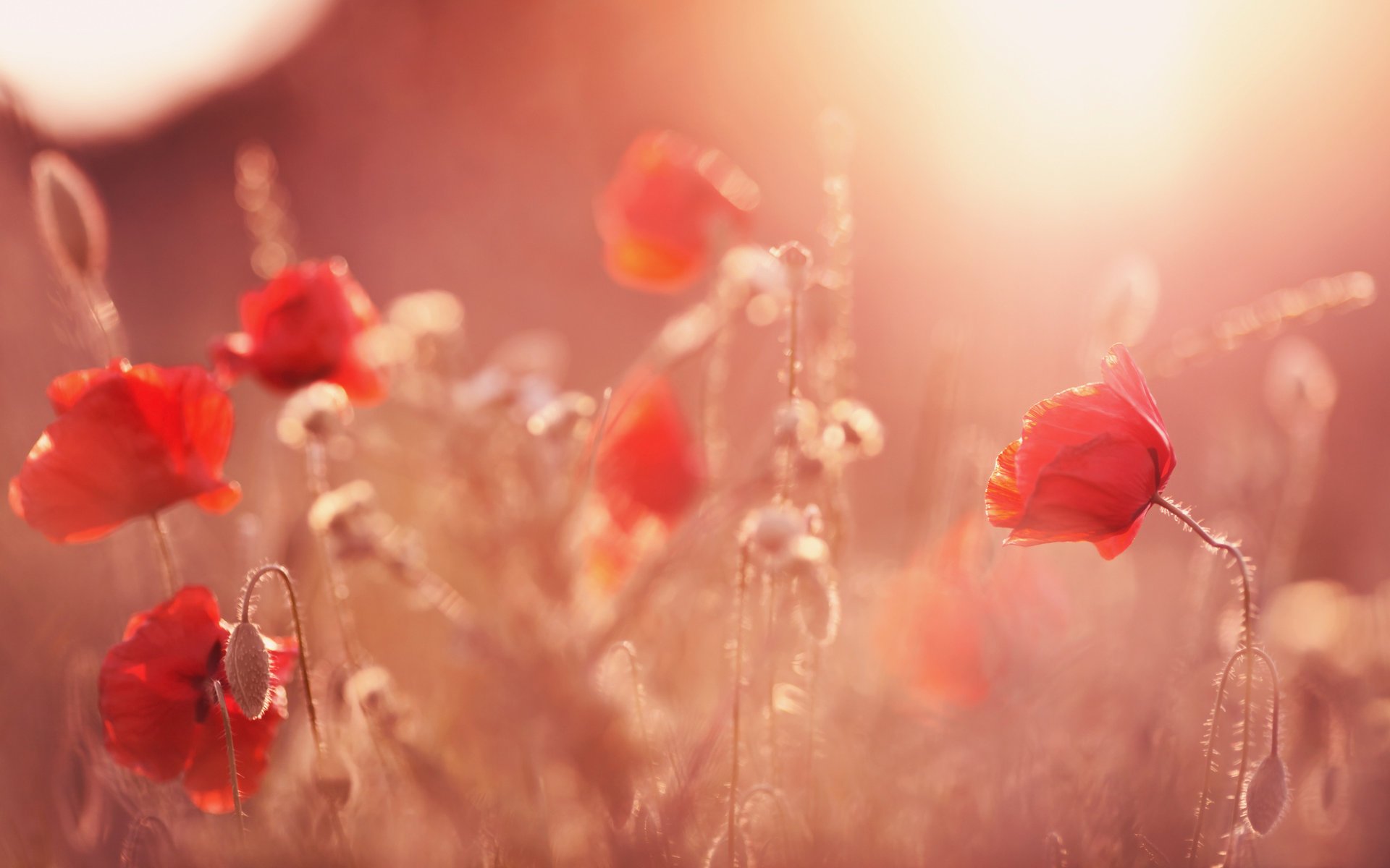 coquelicots fleurs lumière du soleil bourgeons