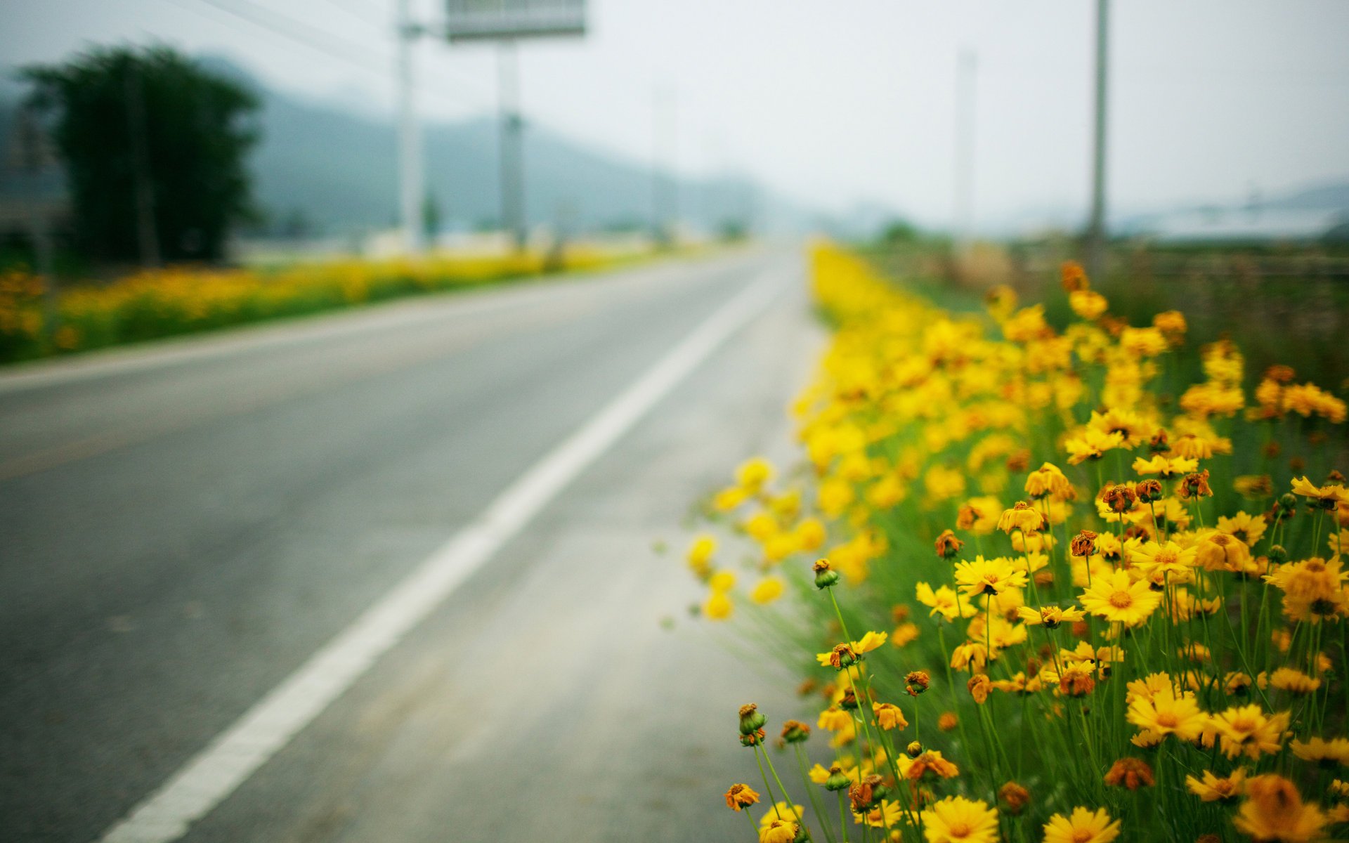 fleurs jaunes roadside route gros plan