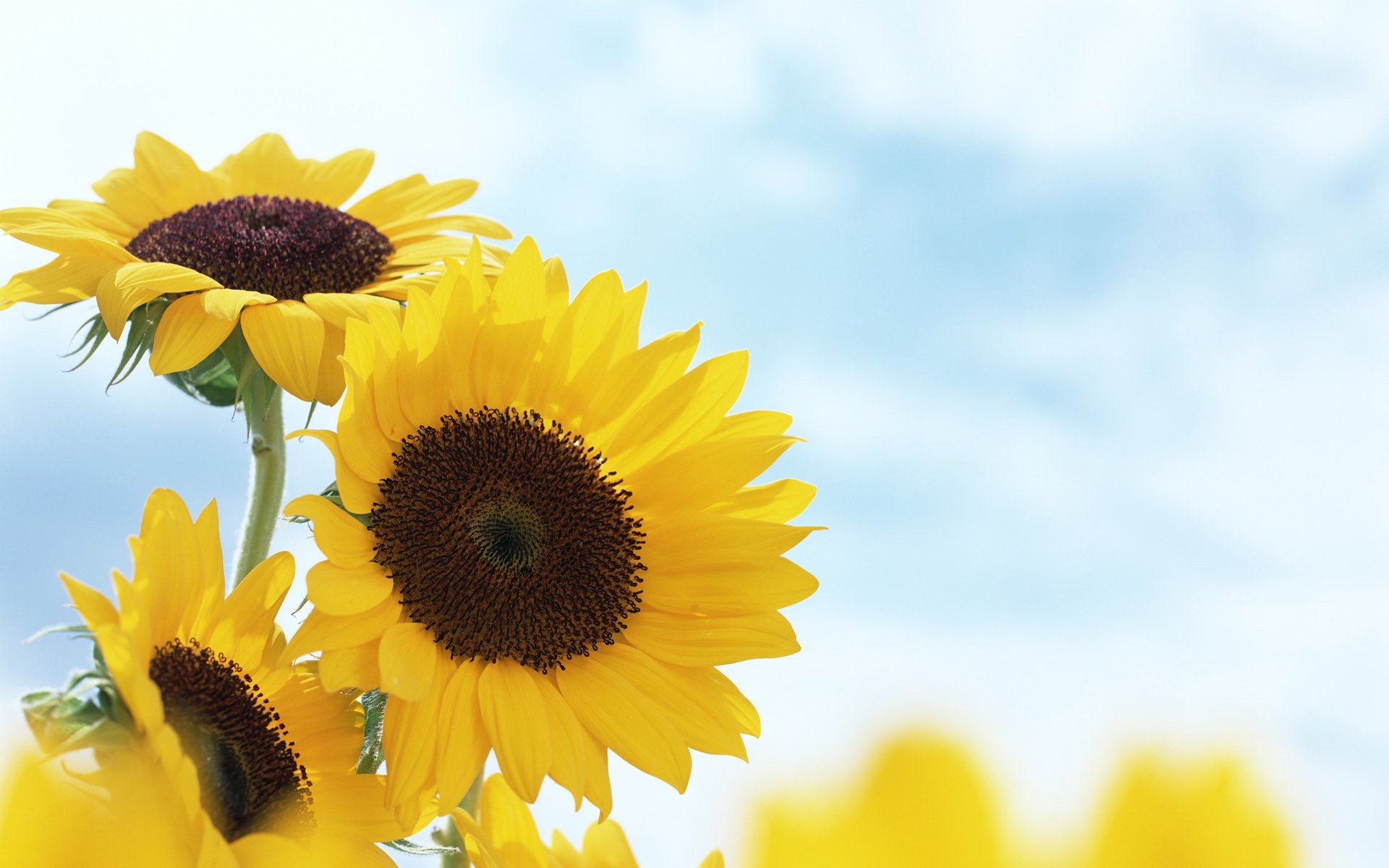 sonnenblumen blumen sommer gelb unschärfe