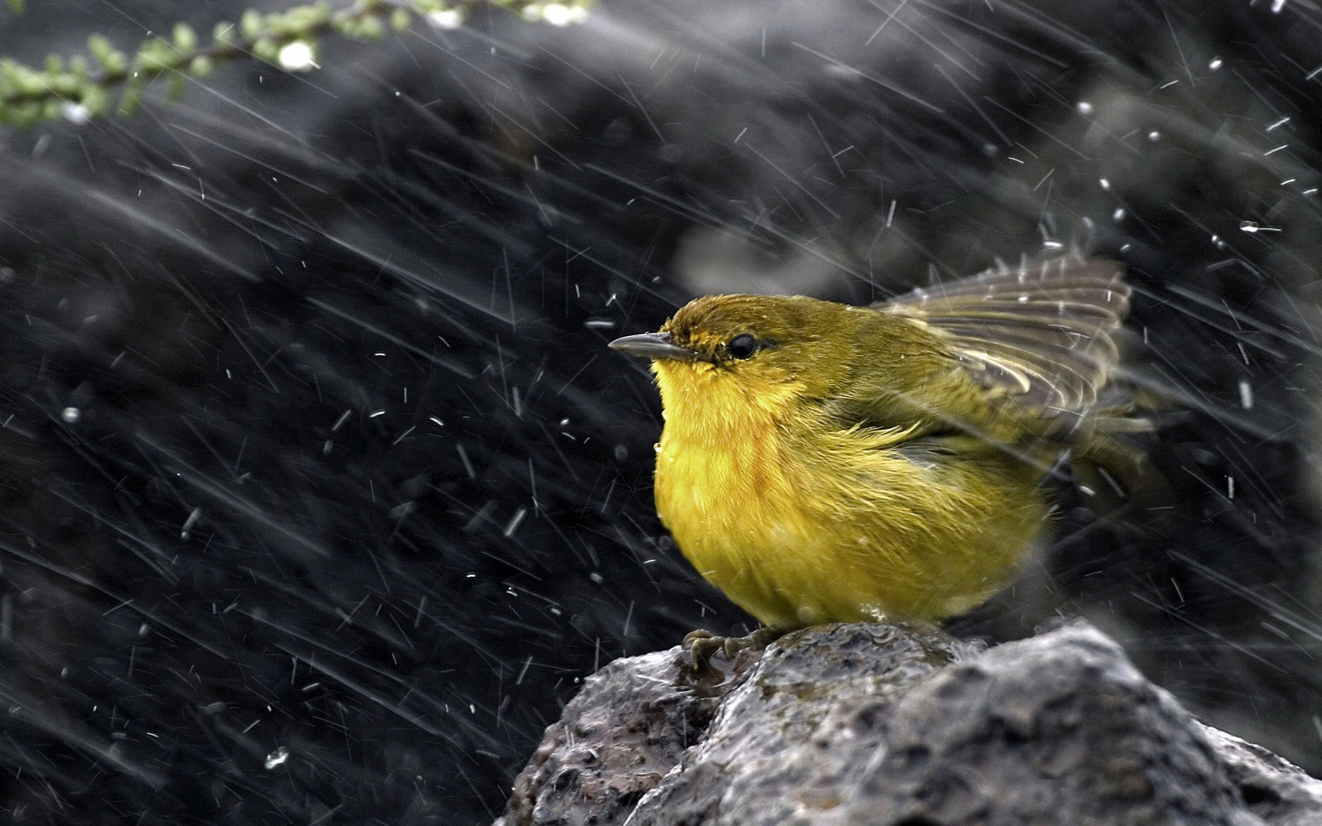 yellow drevenica yellow warbler snow stone bird