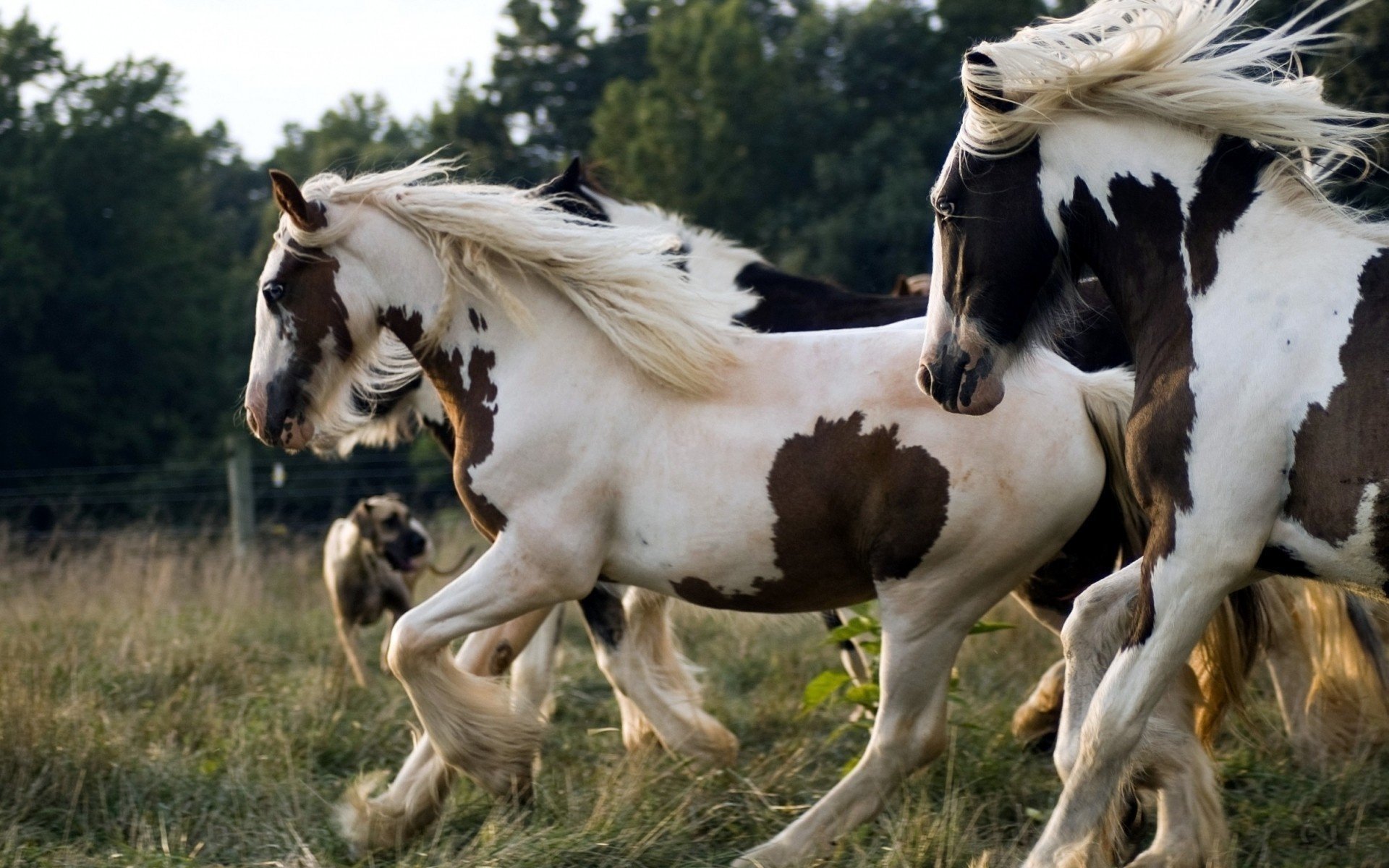 perro gran danés corral hierba melena caballos trenzas cerca rebaño pegio perfil